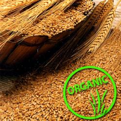 organicheskaya_pshenitsa