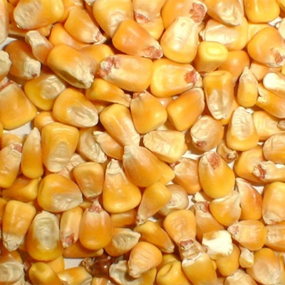 Кукурудза (ціле зерно) 